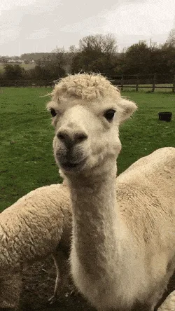 A compilation of five close-up photos of a white alpaca with a fluffy, curly head and expressive eyes, looking directly at…