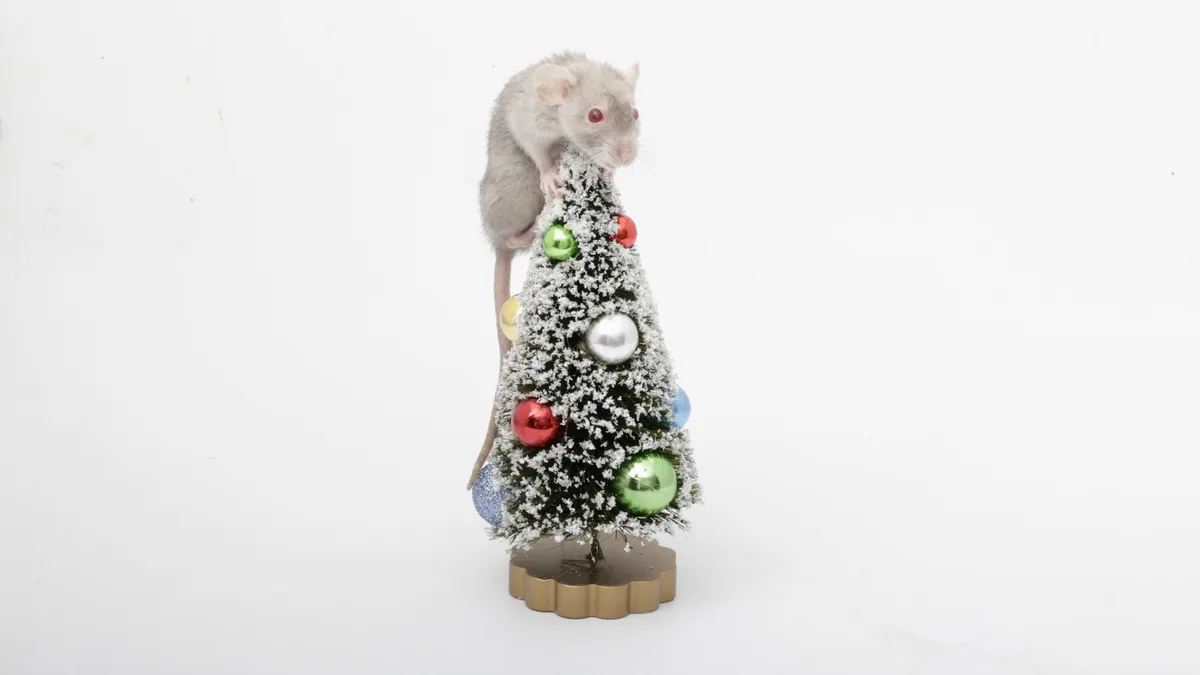 A small gray mouse with red eyes is perched atop a miniature, flocked Christmas tree decorated with colorful ornaments. The…