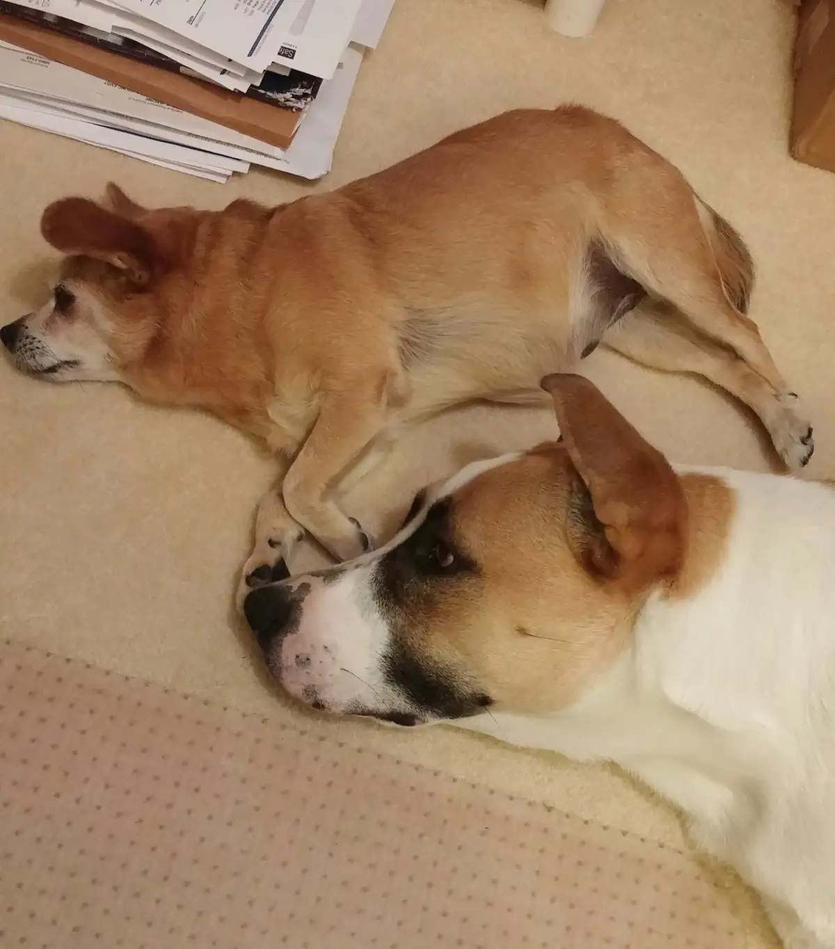 Two dogs are lying on a beige carpet, one tan and one white with brown patches, both appearing to be resting. A stack of…