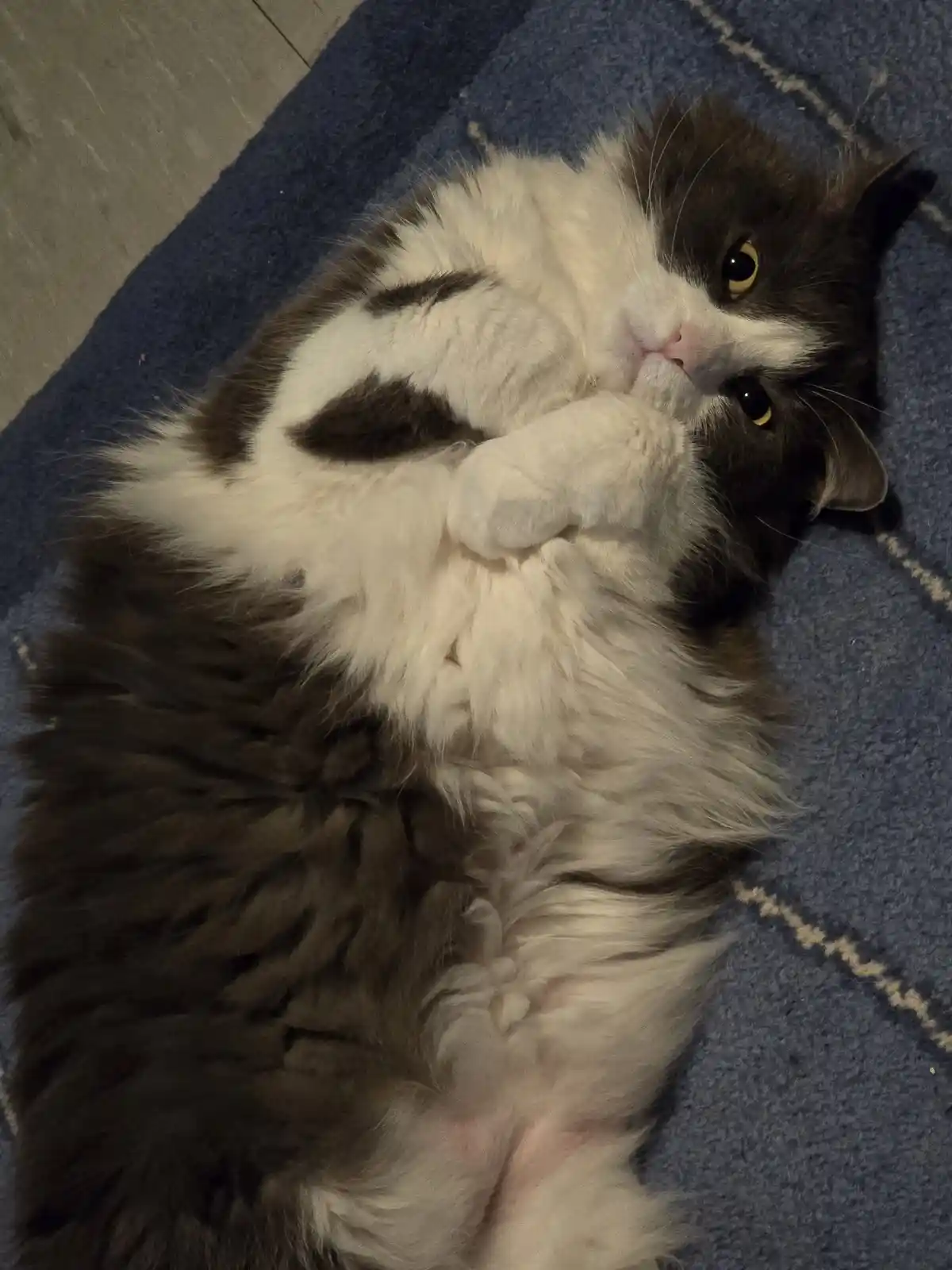 A fluffy black-and-white cat lies on its back on a blue blanket, paws tucked near its face, looking up with wide eyes. The…