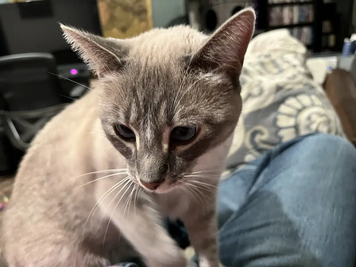 A close-up photo of a light gray cat with dark eyes and pointed ears, looking down with a serious, unimpressed expression…