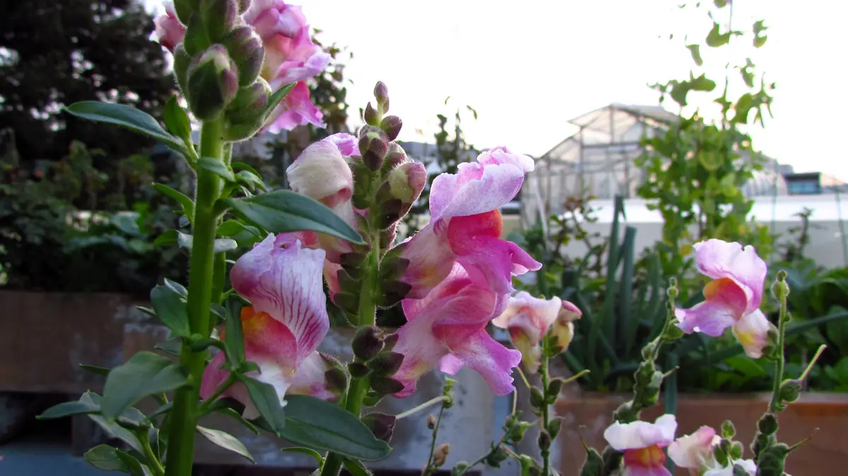A close-up photo of pink and white snapdragon flowers in a garden with green leaves and a greenhouse in the background…