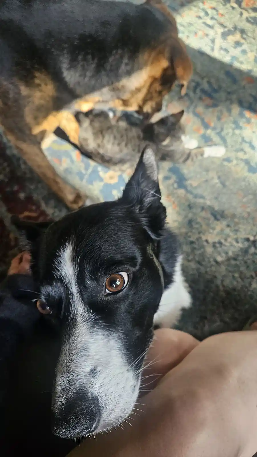 A close-up of a black and white dog with wide, pleading brown eyes looking up at the camera, while a larger brindle dog and…