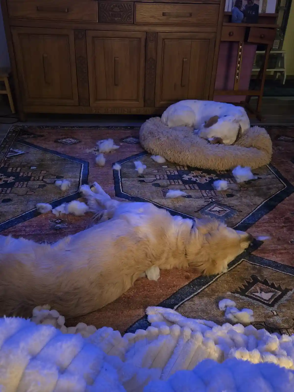 Two dogs are sleeping on a patterned rug in a living room, surrounded by numerous fluffy white tufts of shed fur scattered…