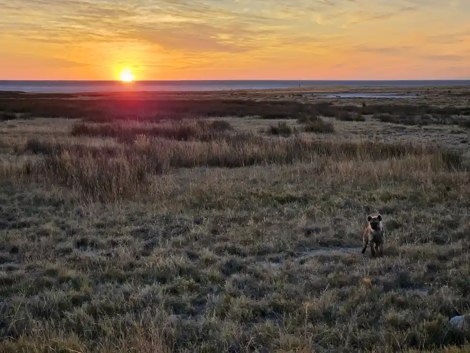A Baby Hyena Against the Backdrop of an African Sunset