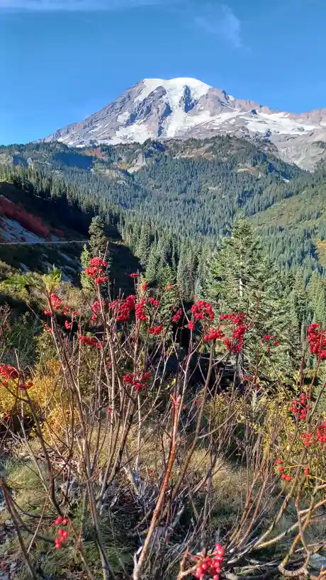 A scenic photo shows a snow-capped mountain, likely Mount Rainier, rising above a dense forest under a clear blue sky. In…
