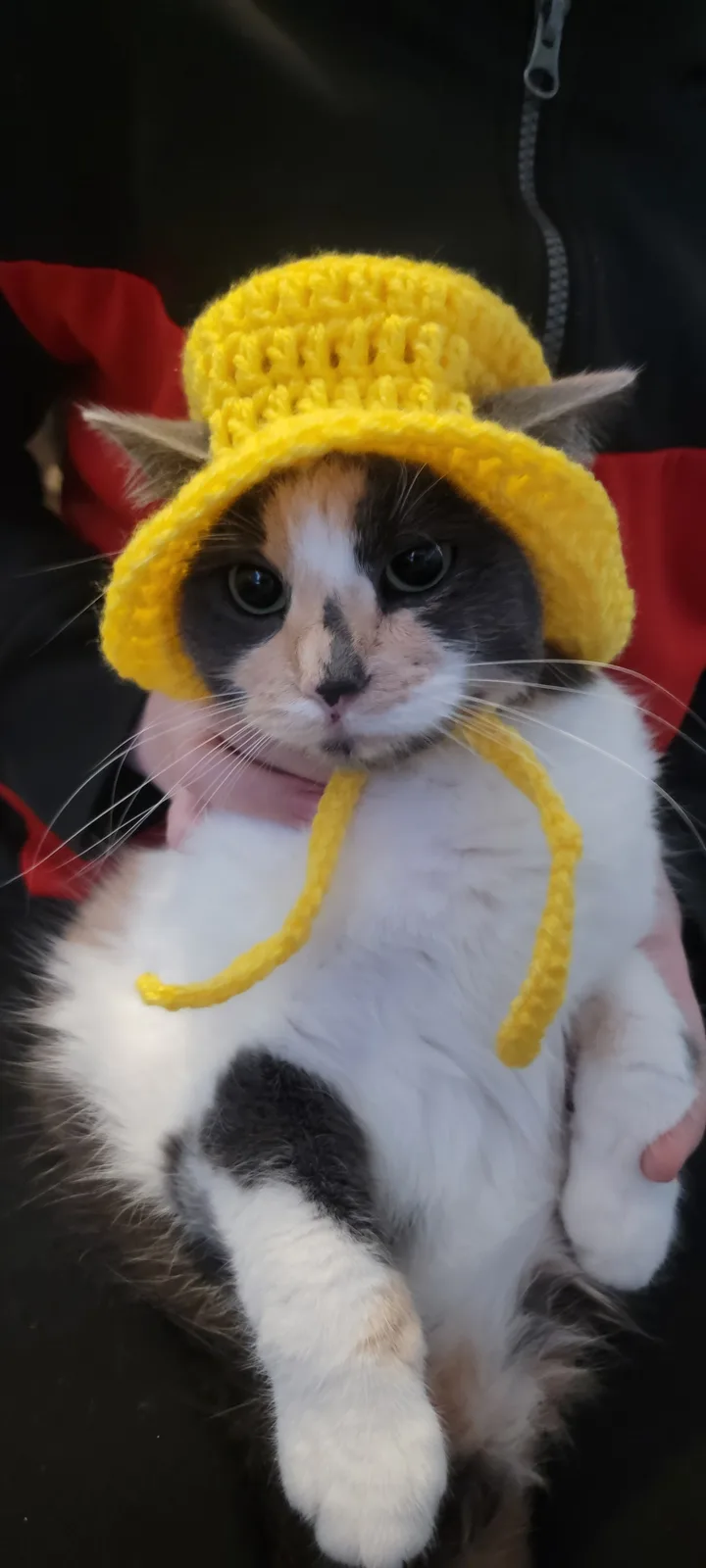 A calico cat with white, black, and tan fur is being held and wears a bright yellow crocheted sun hat with two yarn ties…