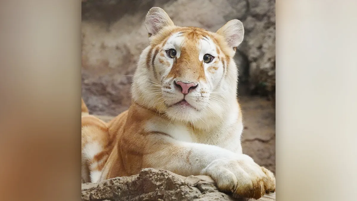 Meet Eva the Lion: A majestic force of nature