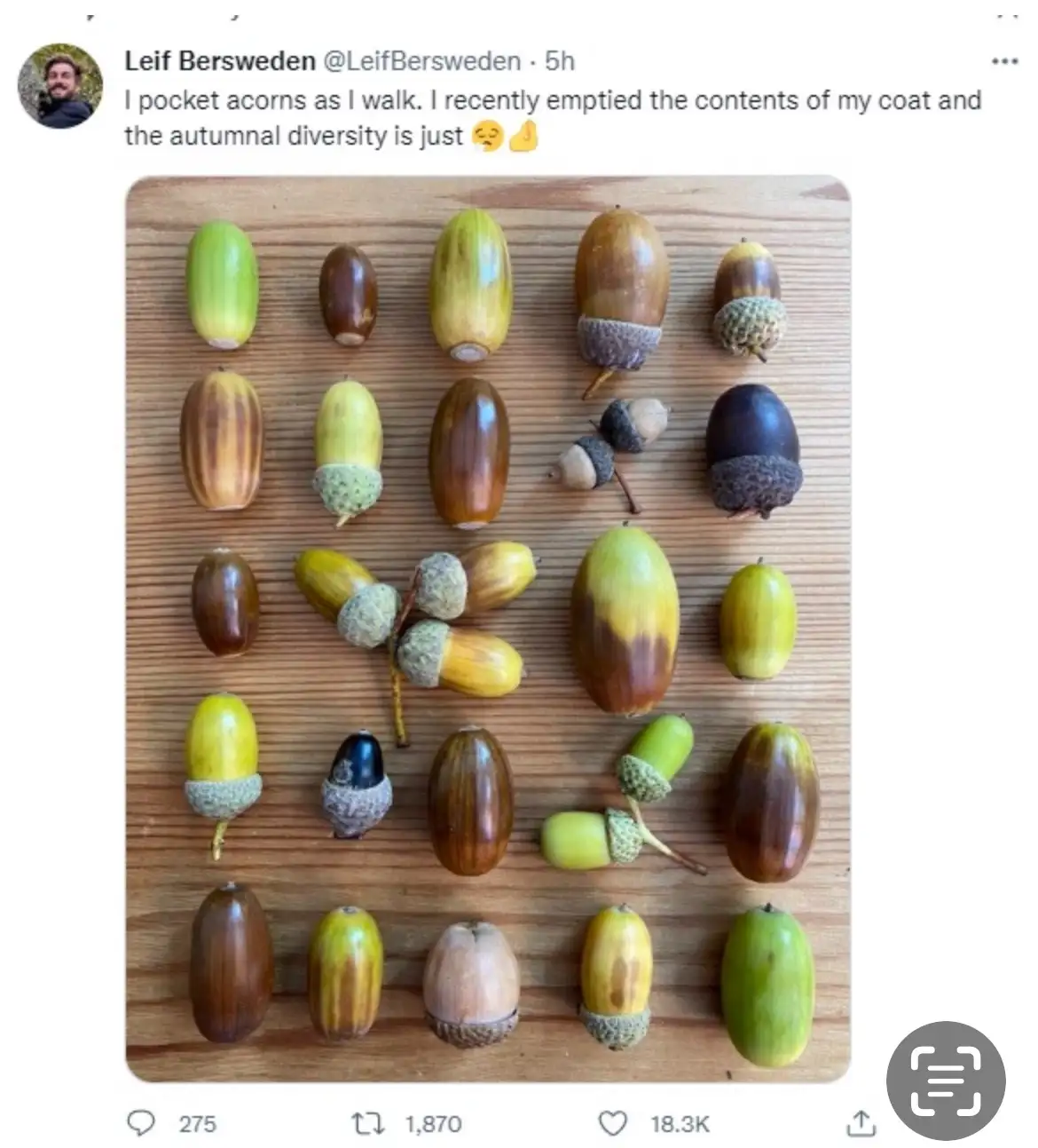 A collection of various acorns arranged neatly on a wooden surface, showcasing a wide range of colors from green to brown…
