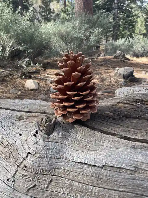 A brown pine cone sits upright on a weathered, gray log in a forest setting, with blurred green bushes and trees in the…