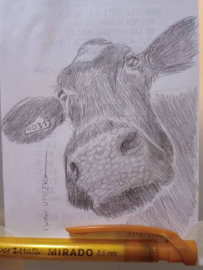 A pencil sketch of a cow's head with a tag reading '4031' on its ear, drawn on paper with faint background text. A yellow…