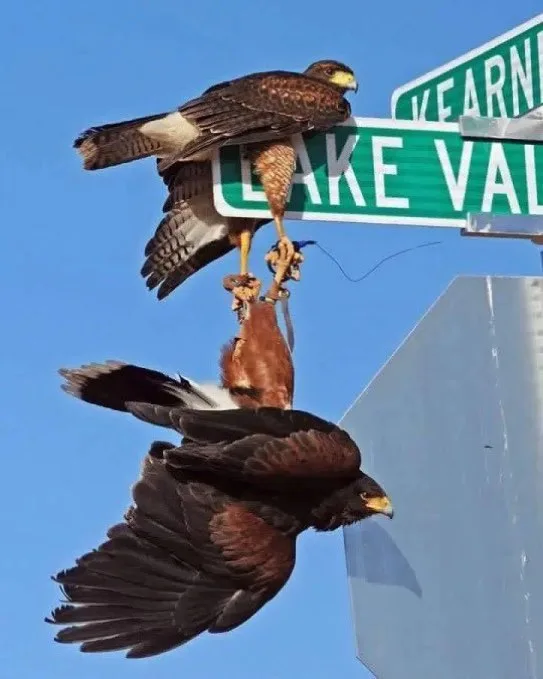 A hawk perched atop a street sign reading 'KEARNY LAKE VALLEY' has its talons gripping another hawk that is hanging upside…