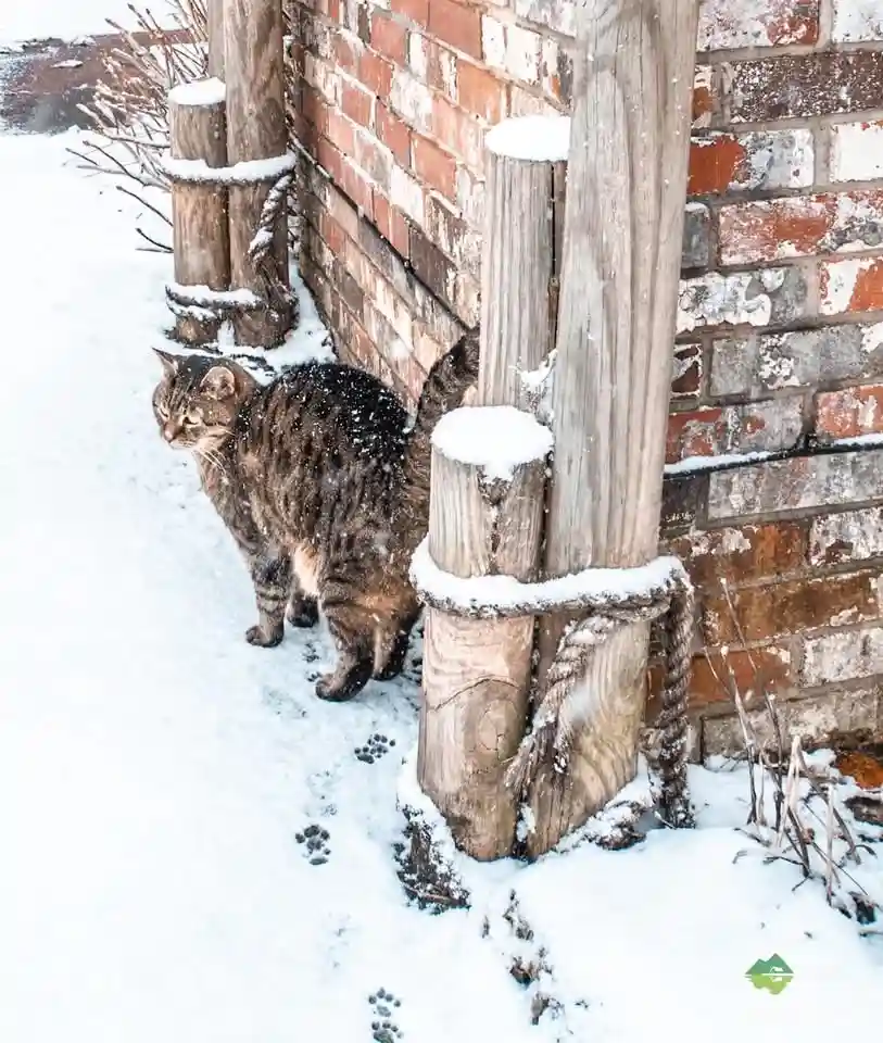 A tabby cat stands in a snowy yard beside wooden posts and a brick wall, with paw prints visible in the snow. The cat…
