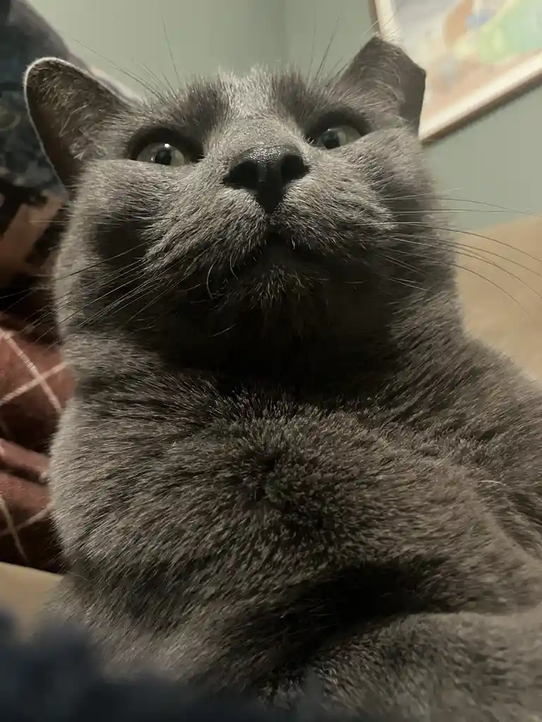 A close-up photo of a gray cat looking upward with wide, unimpressed eyes and a slightly downturned mouth, conveying a look…