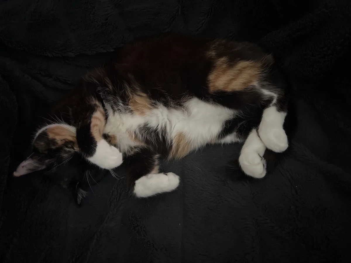 A calico cat with black, orange, and white fur is lying on its side on a black textured blanket, appearing to be asleep or…