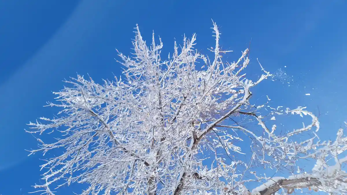 A tree with bare branches heavily coated in white frost or snow is photographed against a clear, vibrant blue sky. The…