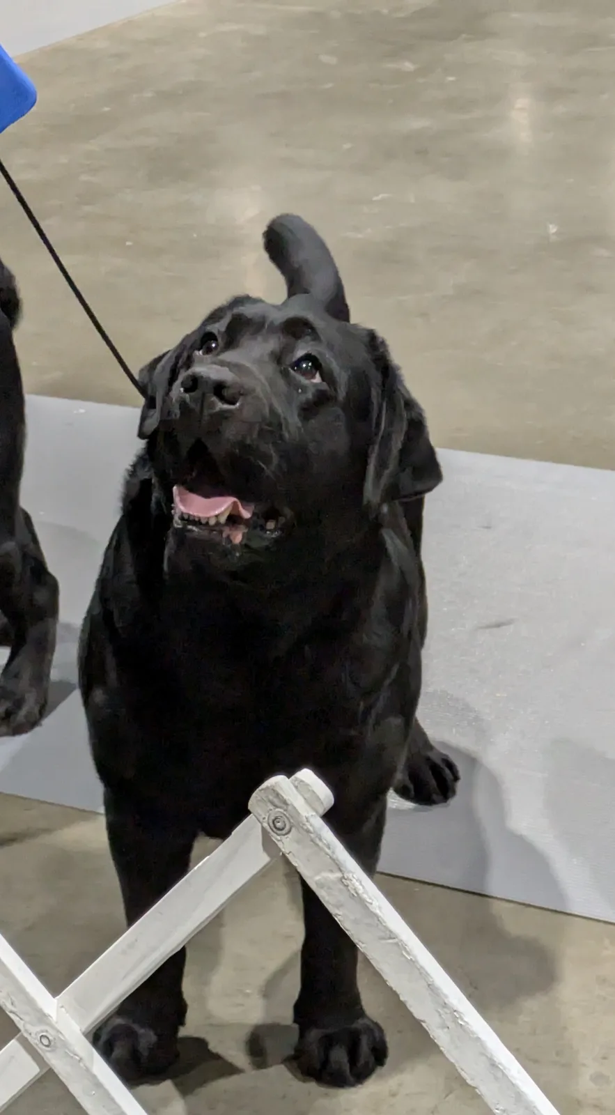 A black dog with a wrinkled face and perked ears stands on a white folding chair, looking upward with its mouth open and…