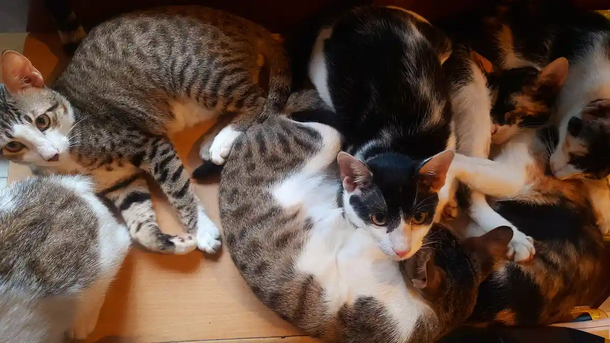A group of cats are piled together on a wooden surface, mostly sleeping or resting. One tabby cat on the left looks alert…