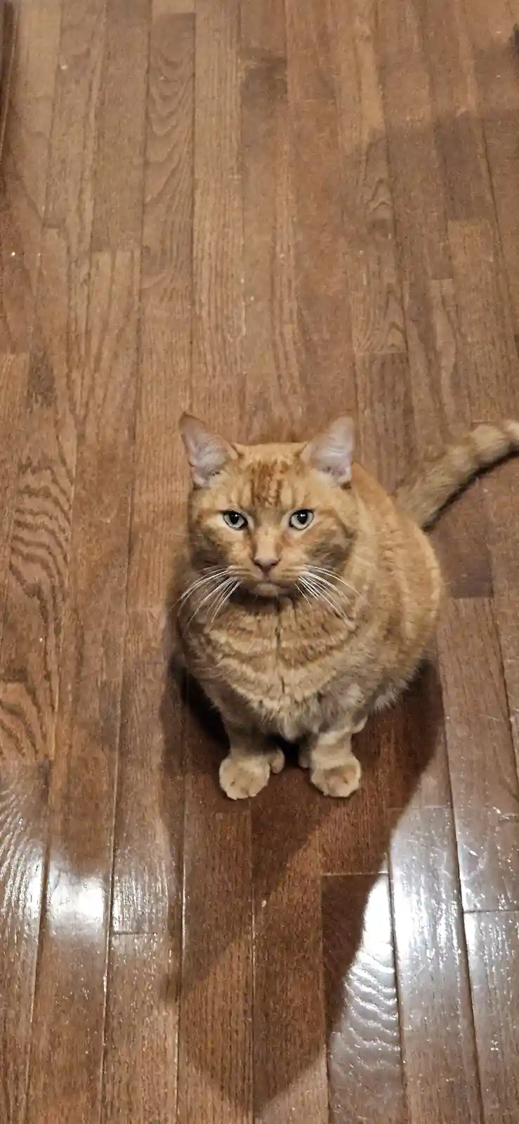 An orange tabby cat sits on a wooden floor, looking directly at the camera with a stern, unimpressed expression. The cat's…
