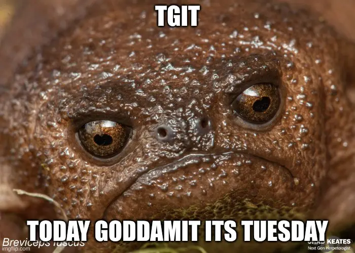 A close-up photo of a brown, bumpy-skinned frog with large, expressive eyes looking directly at the viewer. The text 'TGIT'…