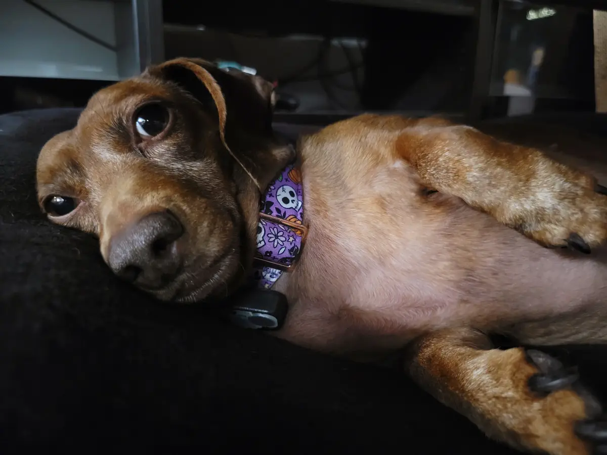 A brown dachshund lies on its back on a dark surface, looking up with large, pleading eyes. It wears a purple…