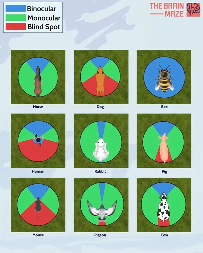 An infographic from 'The Brain Maze' showing nine animals: horse, dog, bee, human, rabbit, pig, mouse, pigeon, and cow. Each…