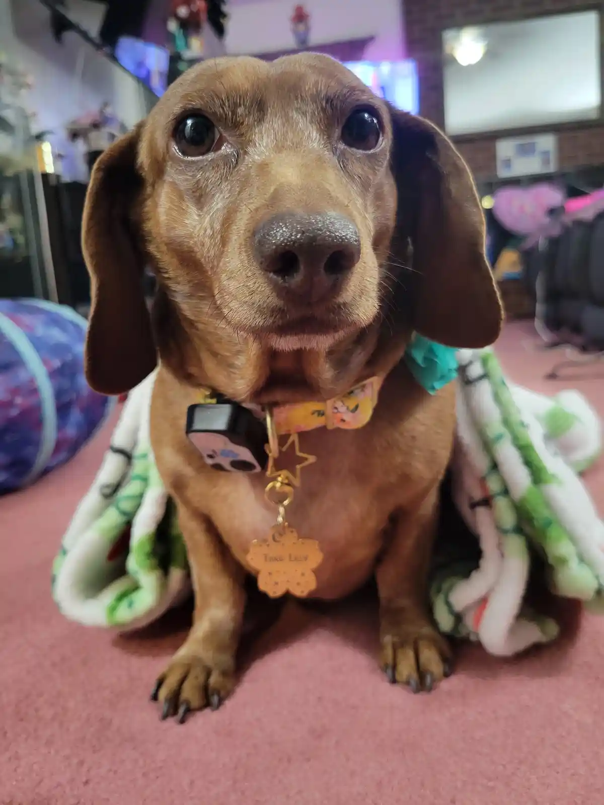 A brown dachshund with large, expressive eyes sits on a pink carpet, wrapped in a green and white blanket. The dog wears a…