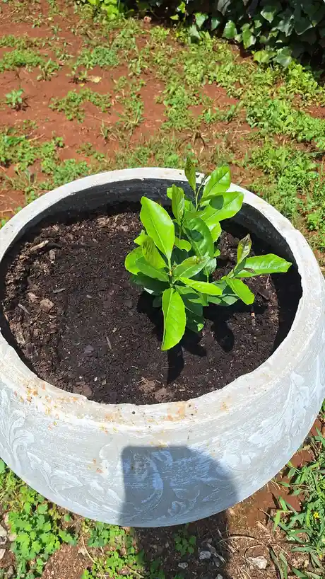 A small green plant with broad leaves sits in a large, weathered white ceramic pot filled with dark soil, placed outdoors on…