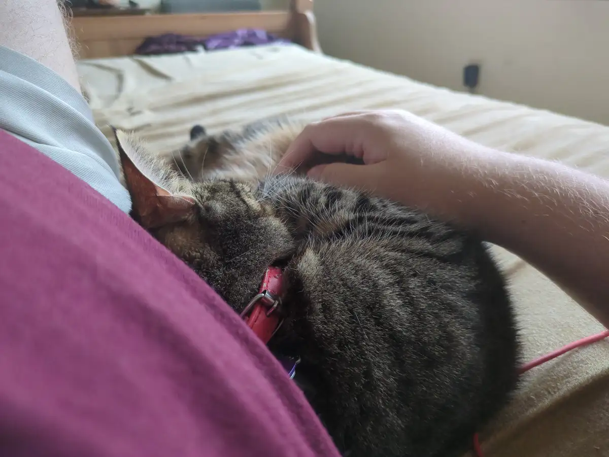 A tabby cat with a red collar is curled up and sleeping soundly on a person's chest while they gently stroke its back. The…