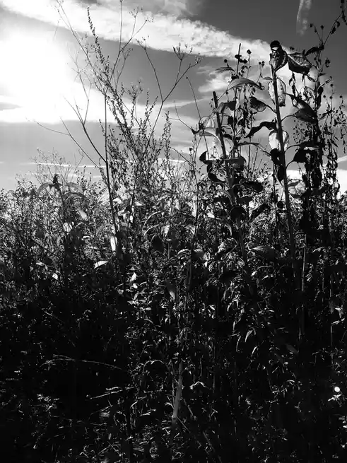 A black-and-white photo shows tall, wild plants silhouetted against a bright, cloudy sky with the sun visible on the left. A…