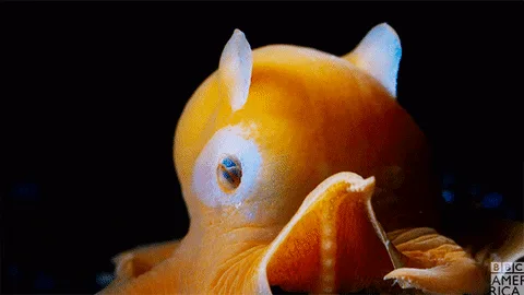 A sequence of six panels shows a small, orange, squid-like creature with large eyes and two white horn-like protrusions on…