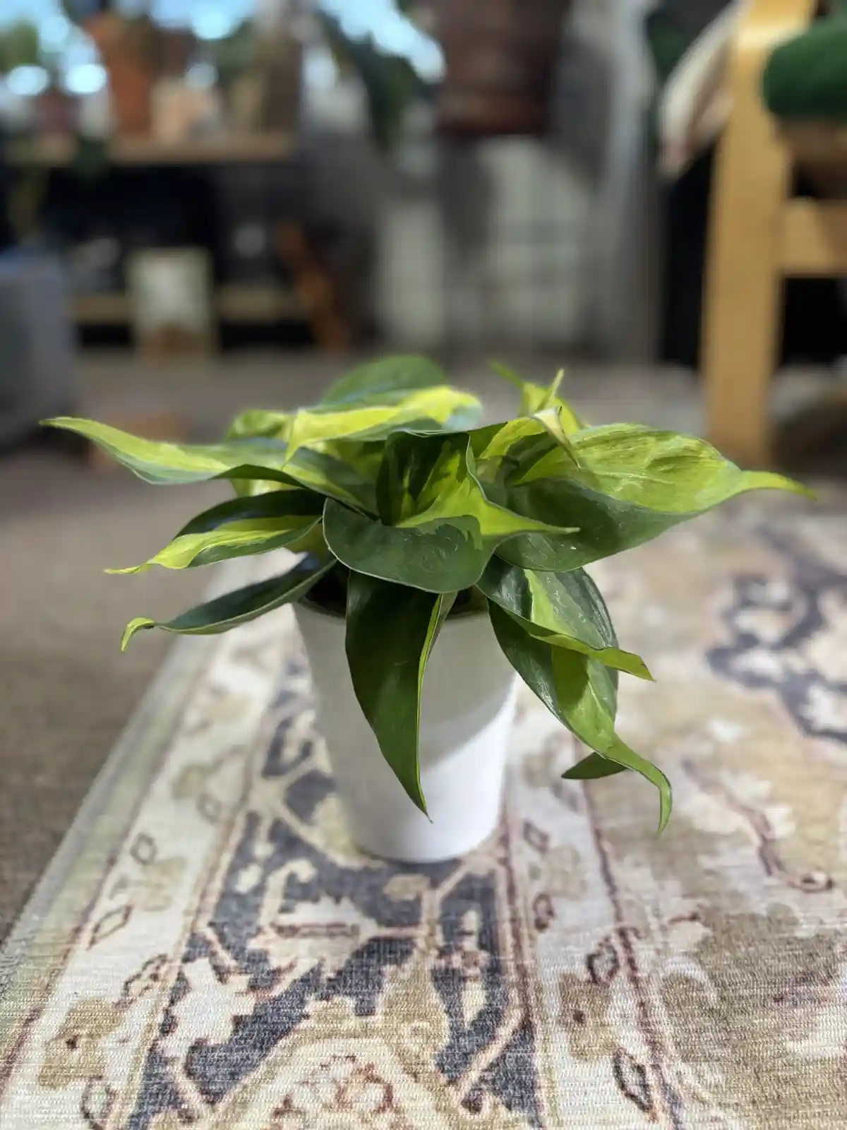 A variegated green and yellow houseplant in a white pot sits on a patterned rug in a blurry living room. The overlaid text…
