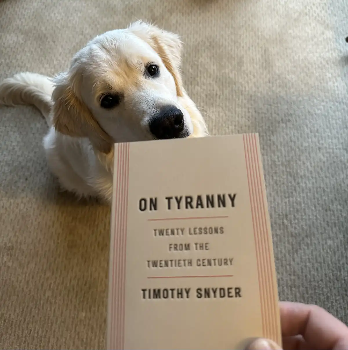 A golden retriever puppy sits on a beige carpet, looking up with big eyes as a human hand holds up Timothy Snyder's book 'On…