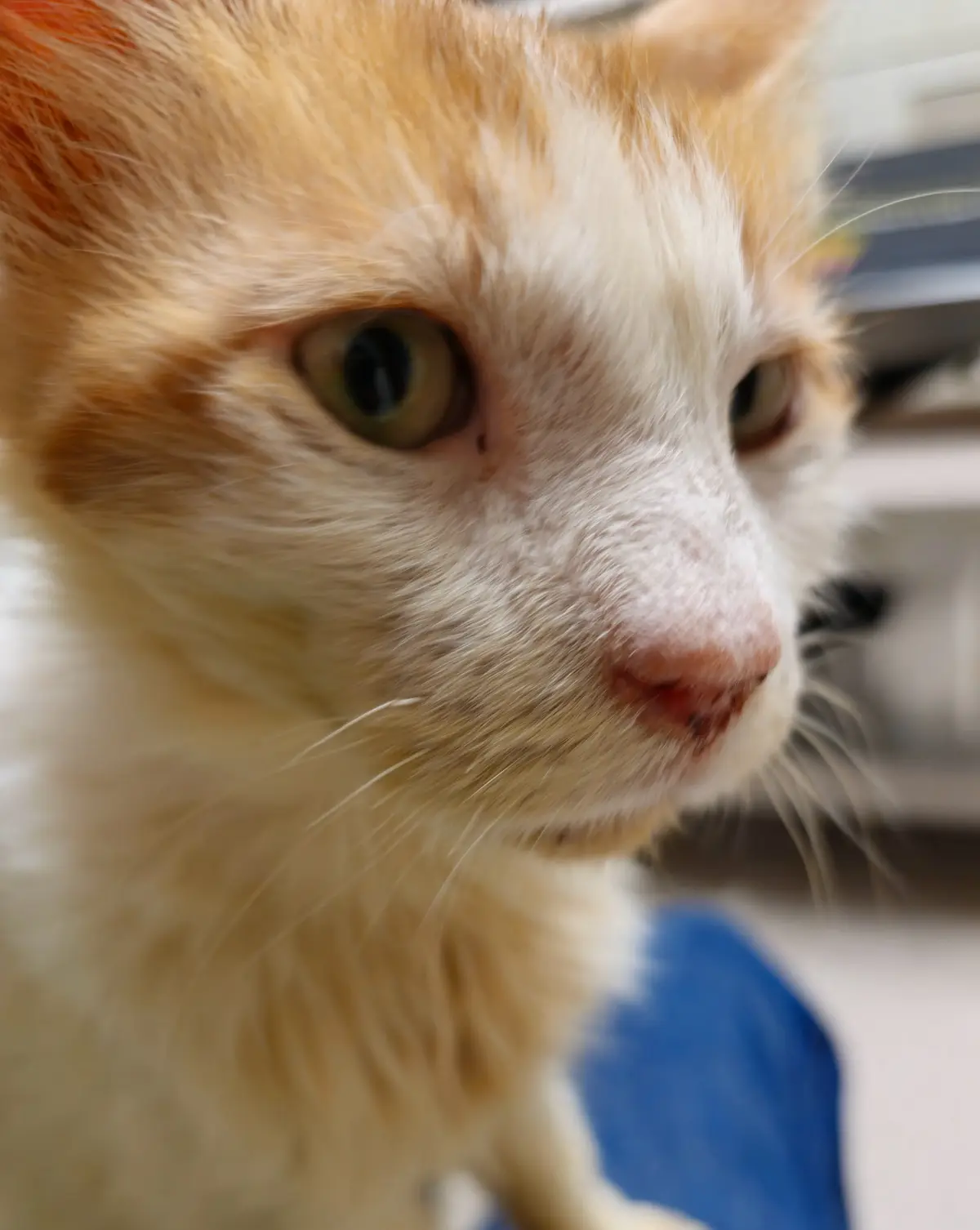 A close-up photo of an orange and white cat looking slightly to the side with a visible nosebleed on its pink nose. The…