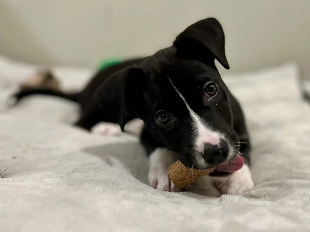 A black and white puppy with large, expressive eyes lies on a soft, light-colored blanket, holding a cork in its mouth and…