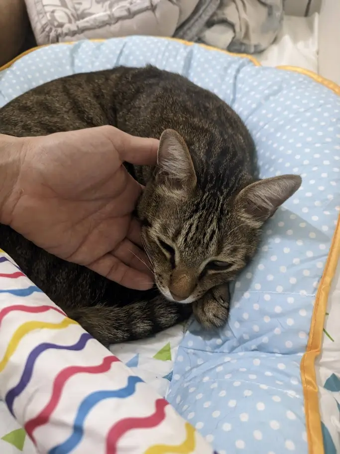 A tabby cat is curled up sleeping on a blue polka-dot pet bed, with a human hand gently petting its cheek. The cat's eyes…