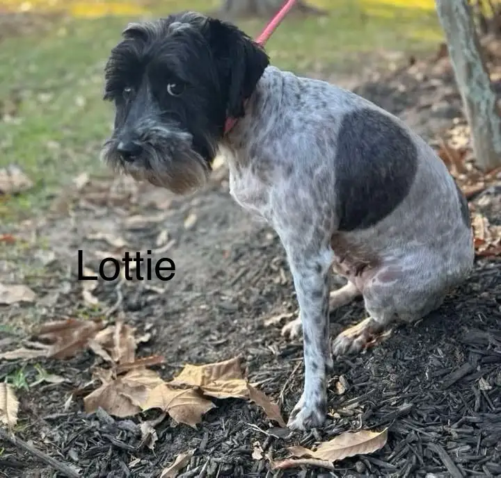 Meet Lottie: The Star of the Show