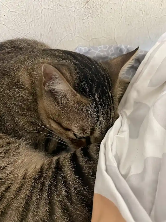 A tabby cat is curled up and sleeping soundly on a bed, nestled against white and patterned bedding. The cat's eyes are…