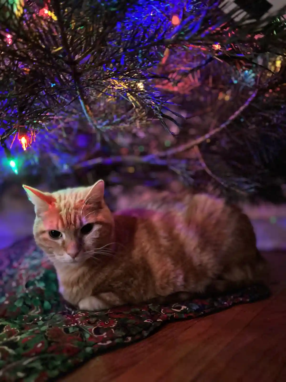 Our beloved little buddy!
