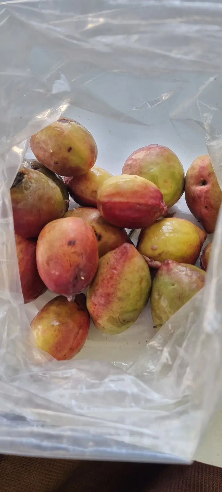A clear plastic bag contains a pile of small, oval-shaped fruits with mottled red and green skin, some showing blemishes and…