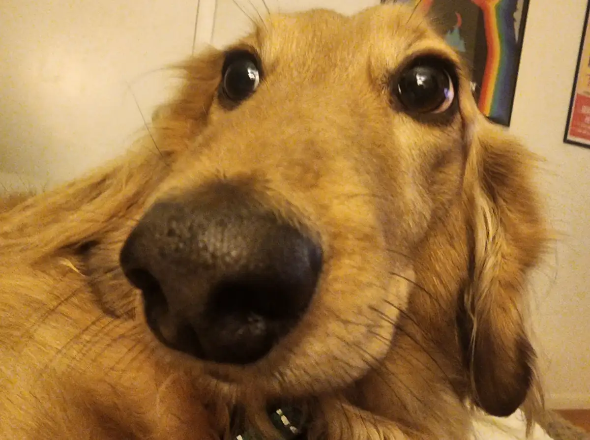 A close-up photo of a golden retriever's face, with its nose almost touching the camera lens and large, expressive eyes…