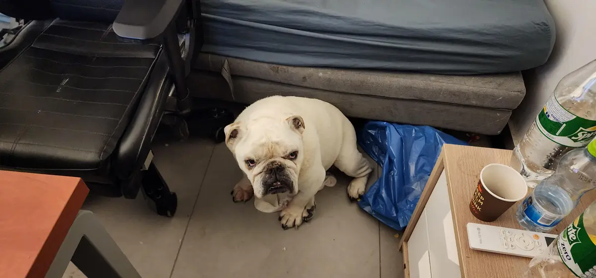 A white bulldog sits on a tiled floor under a gray couch, looking up with a serious, slightly grumpy expression. To the left…