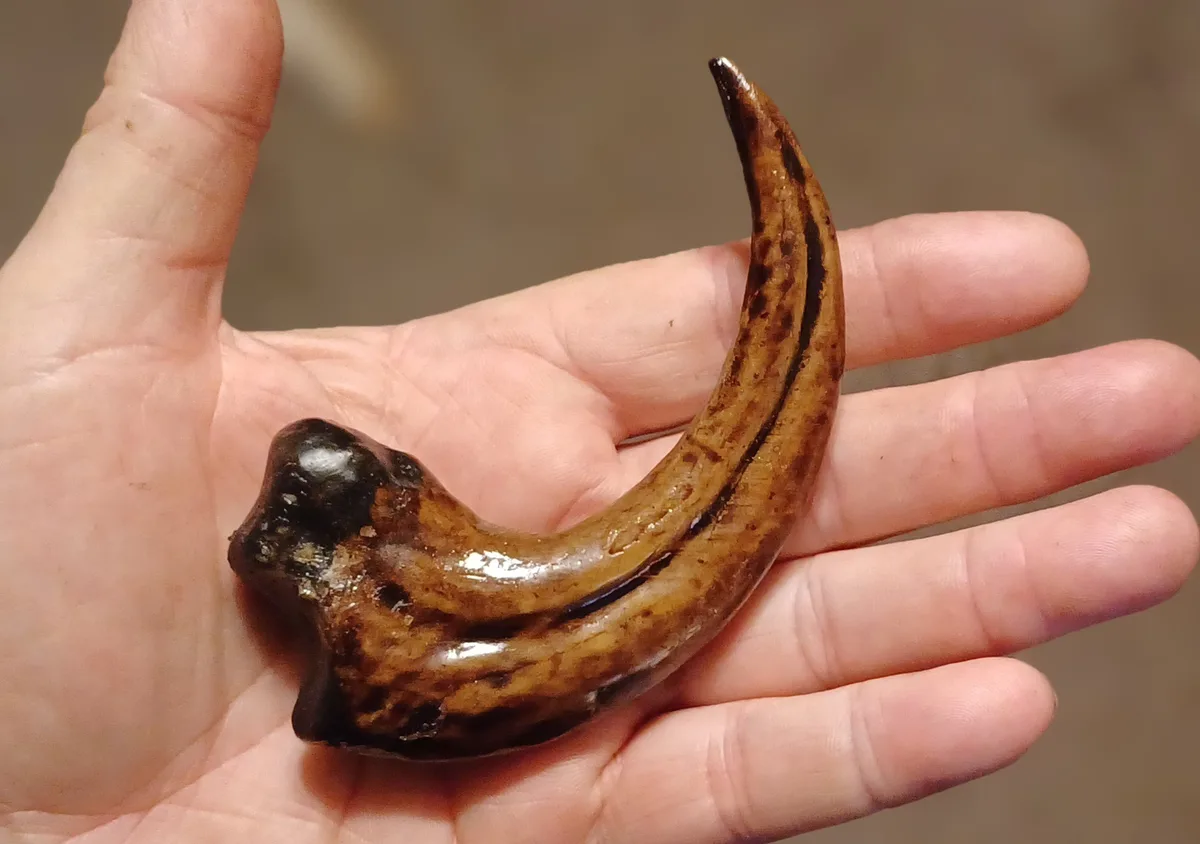 A person holds a large, curved, brownish fossilized claw in their open palm, showcasing its size and texture. The claw has a…