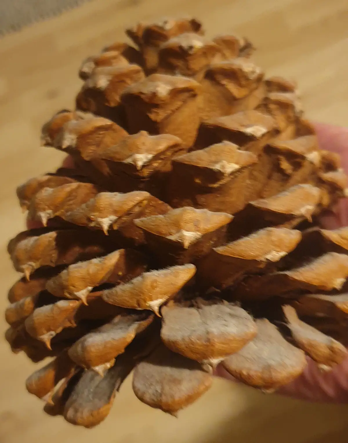 A close-up photo shows a large, brown pinecone with textured scales, held in a person's hand against a blurred wooden…