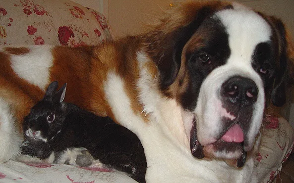 A large Saint Bernard dog with a brown and white coat lies on a floral-patterned couch, its tongue slightly out and eyes…