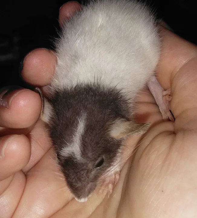A small, fluffy rodent with a white belly and dark grey head, held gently in a person's cupped hands. The animal has a white…