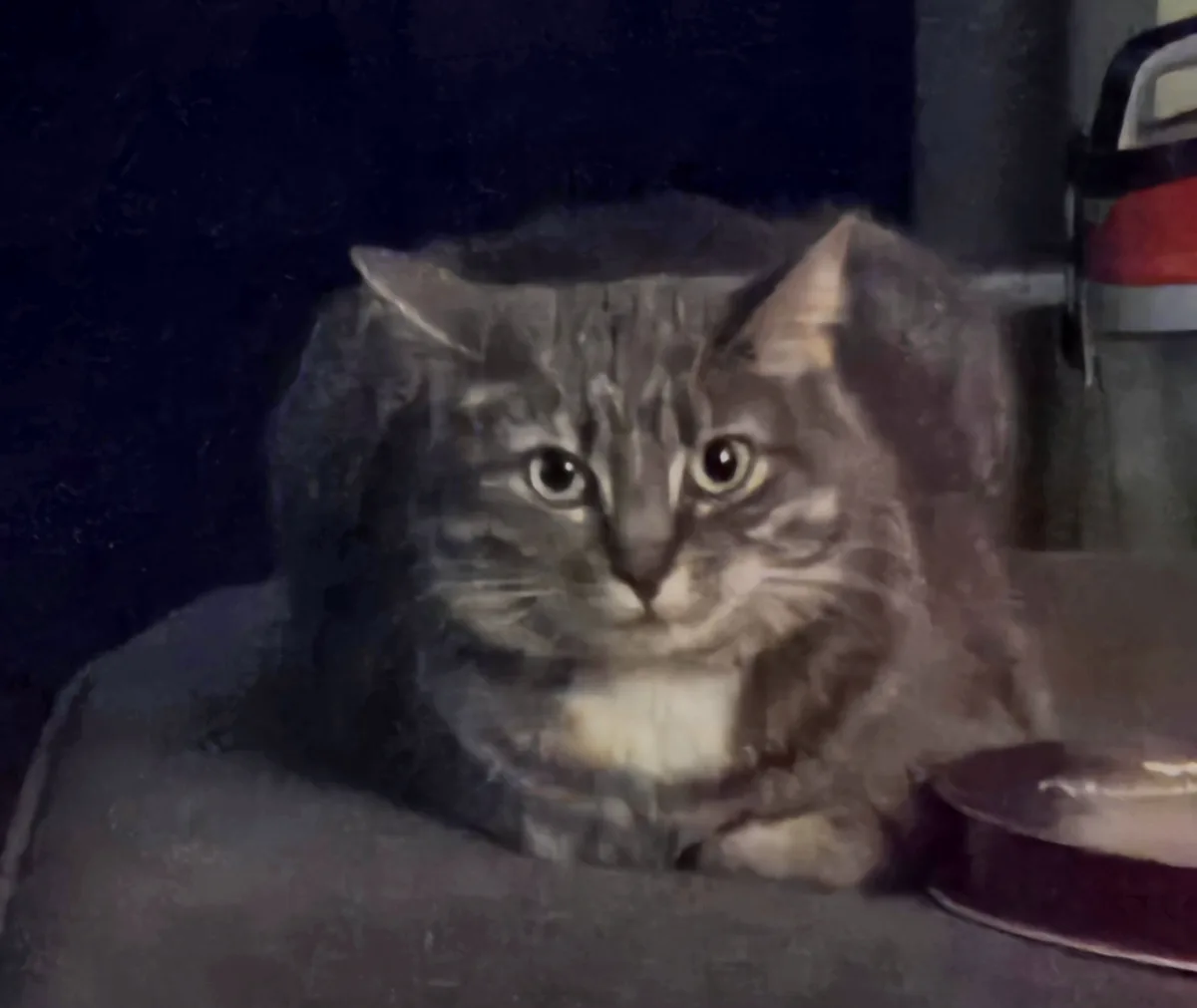 A blurry, low-light photo shows a long-haired tabby cat with wide, unimpressed eyes staring directly at the camera, sitting…