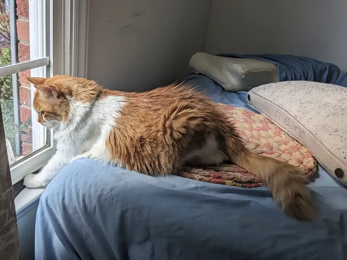 Jaffur, my emotional support animal, is ready for our big move! Feeling hopeful about the future!
