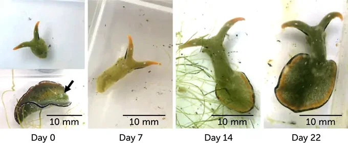 A scientific time-lapse image shows a small green slug-like organism growing rapidly over 22 days, with each panel labeled…