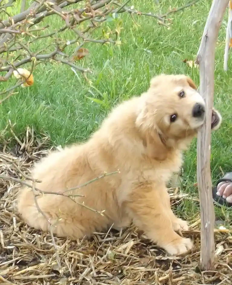 A fluffy golden retriever puppy sits on straw mulch in a grassy yard, looking up at a thin wooden stick with its mouth…